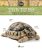 Tortues terrestres